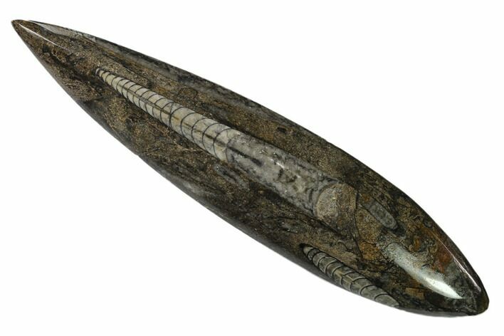 Polished Fossil Orthoceras (Cephalopod) - Morocco #138296